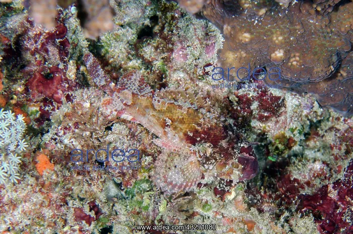 : False Scorpionfish - Crystal Bay Wall dive site : False Scorpionfish - Crystal Bay Wall dive site
