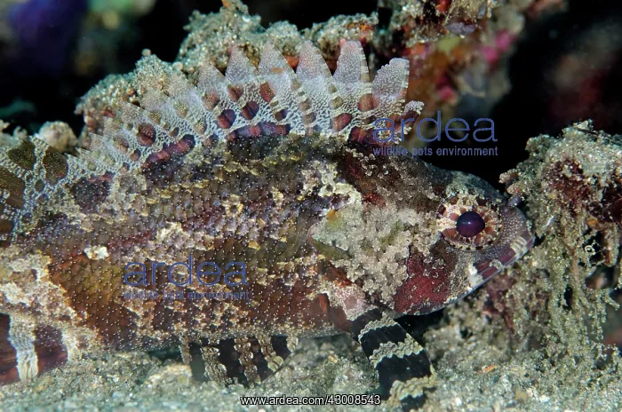 : False Scorpionfish with erect fins Bianca dive site : False Scorpionfish with erect fins Bianca dive site