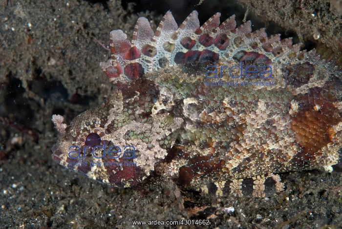  : False Scorpionfish during night dive