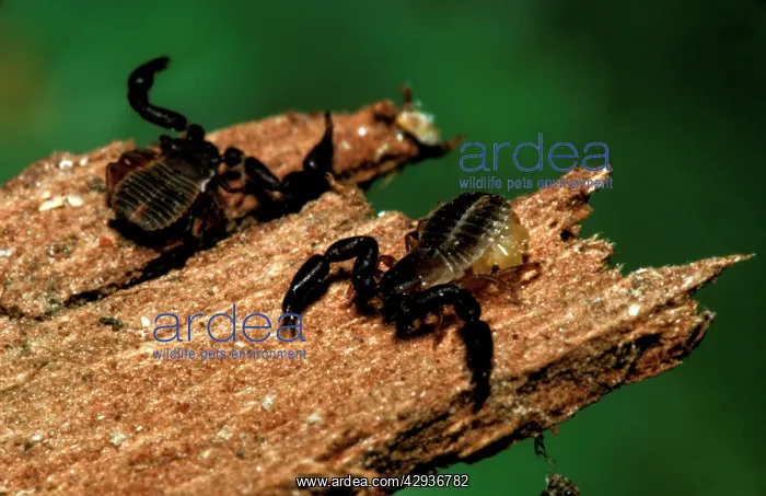 : False scorpions - small, harmless insect eaters; : False scorpions - small, harmless insect eaters;