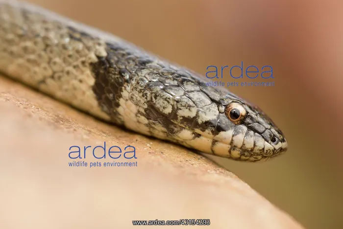 : False Smooth Snake : False Smooth Snake