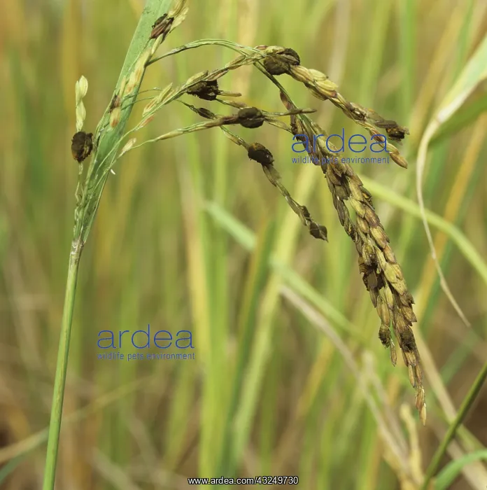  : False Smut on ear of Rice (Oryza sativa)