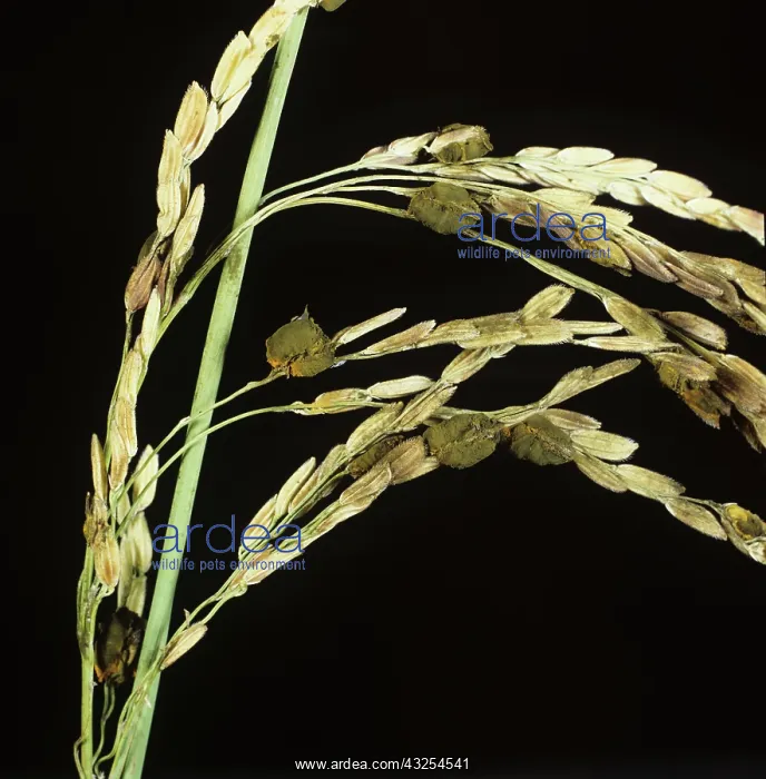 : False Smut on ear of Rice (Oryza sativa) : False Smut on ear of Rice (Oryza sativa)