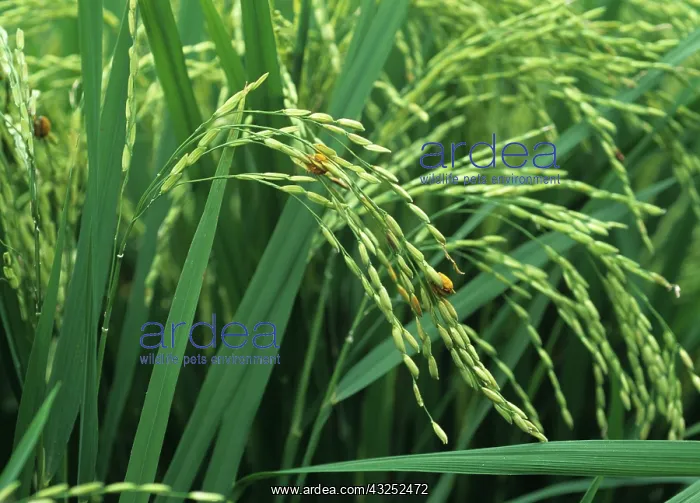 : False smut (Ustilaginoidea virens) on rice ear : False smut (Ustilaginoidea virens) on rice ear