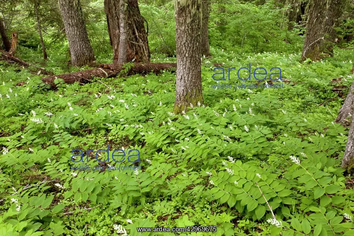 : False Solomon's Seal / Solomon's plume or False : False Solomon's Seal / Solomon's plume or False