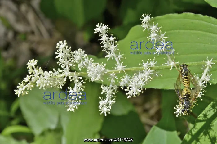 : False Solomon's Seal and Syrphid Flies : False Solomon's Seal and Syrphid Flies