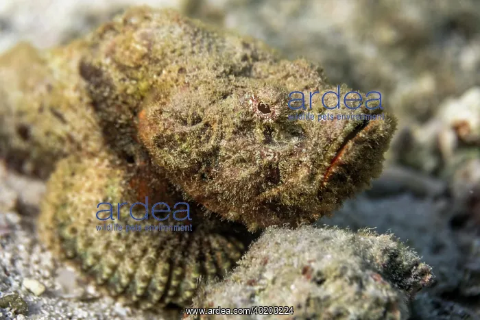 : False Stonefish - Maldives : False Stonefish - Maldives