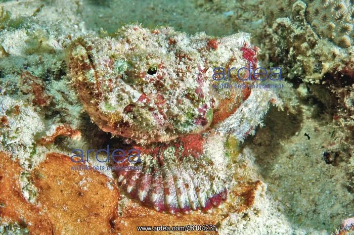 : False stonefish (Scorpaenopsis diabolus), lying : False stonefish (Scorpaenopsis diabolus), lying
