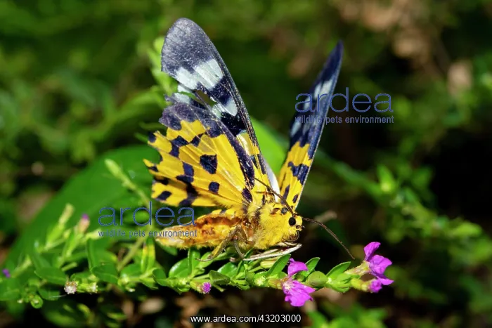 : False Tiger Moth on flower - Klungkung, Bali, Indonesia : False Tiger Moth on flower - Klungkung, Bali, Indonesia
