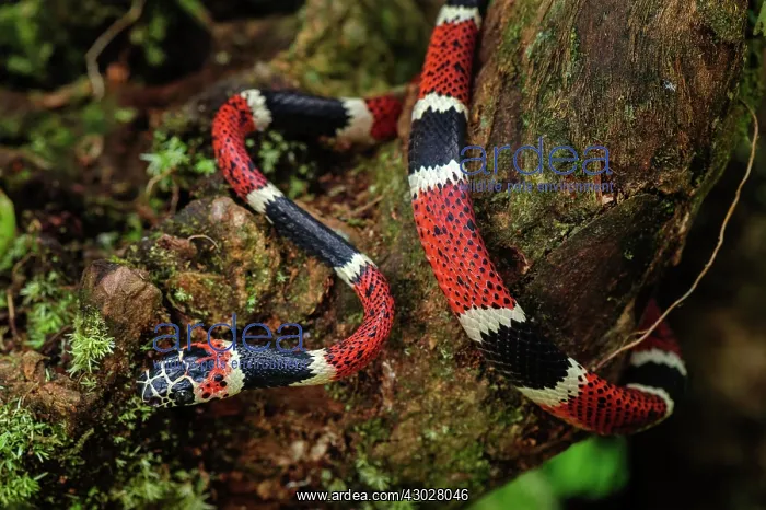: False Tree Coral, San Cipriano, Choco, Colombia : False Tree Coral, San Cipriano, Choco, Colombia