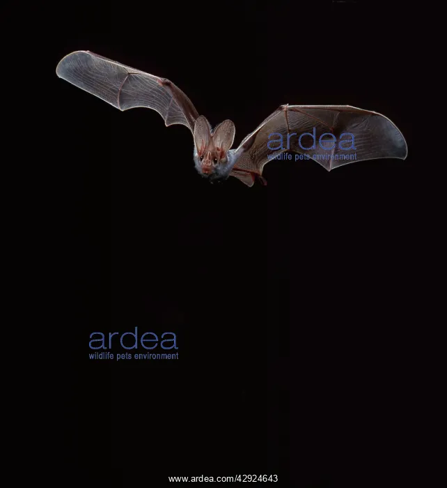 : False Vampire BAT / Ghost Bat - in flight : False Vampire BAT / Ghost Bat - in flight