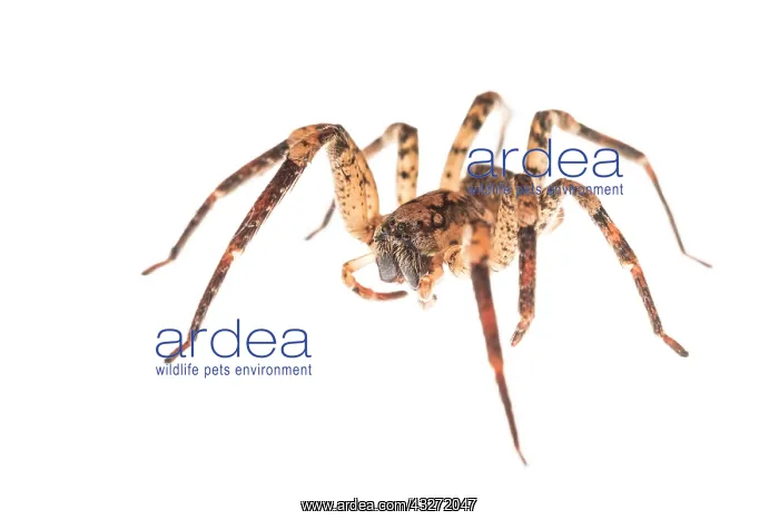 : False wolf spider (Zoropsis spinimana) against a : False wolf spider (Zoropsis spinimana) against a