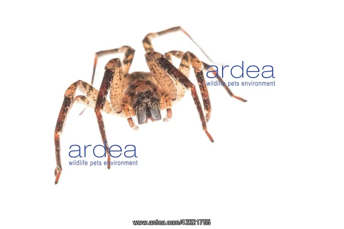 : False wolf spider (Zoropsis spinimana) against a : False wolf spider (Zoropsis spinimana) against a