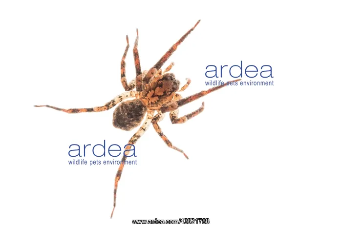 : False wolf spider (Zoropsis spinimana) against a : False wolf spider (Zoropsis spinimana) against a