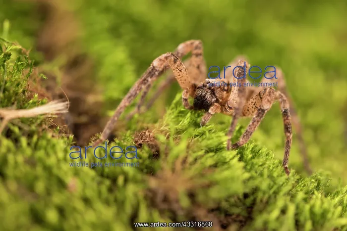 : False wolf spider (Zoropsis spinimana) walking on : False wolf spider (Zoropsis spinimana) walking on