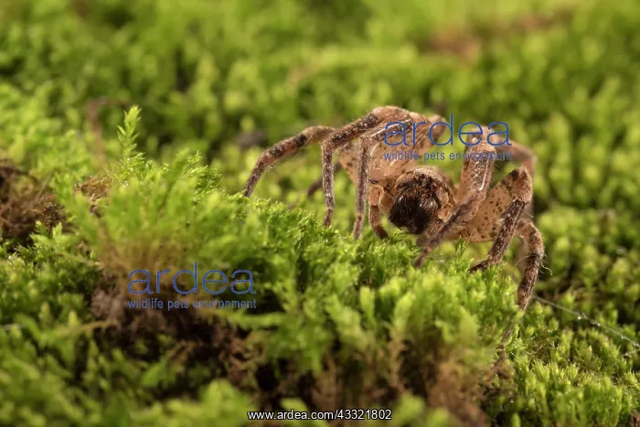 : False wolf spider (Zoropsis spinimana) walking on : False wolf spider (Zoropsis spinimana) walking on