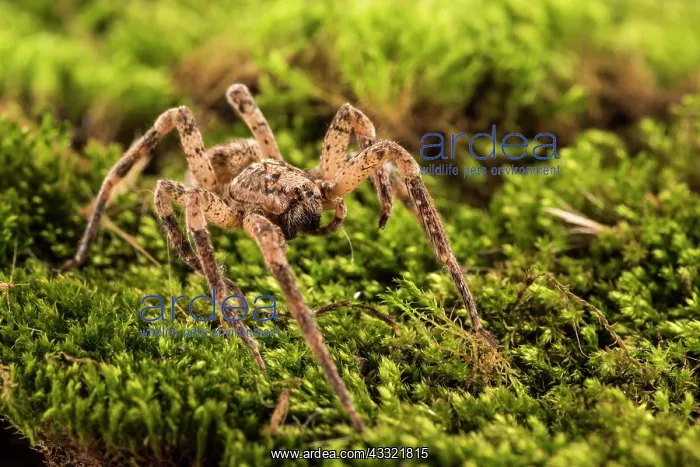 : False wolf spider (Zoropsis spinimana) walking on : False wolf spider (Zoropsis spinimana) walking on