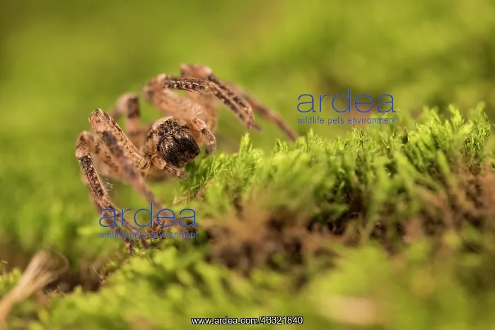 : False wolf spider (Zoropsis spinimana) walking on : False wolf spider (Zoropsis spinimana) walking on
