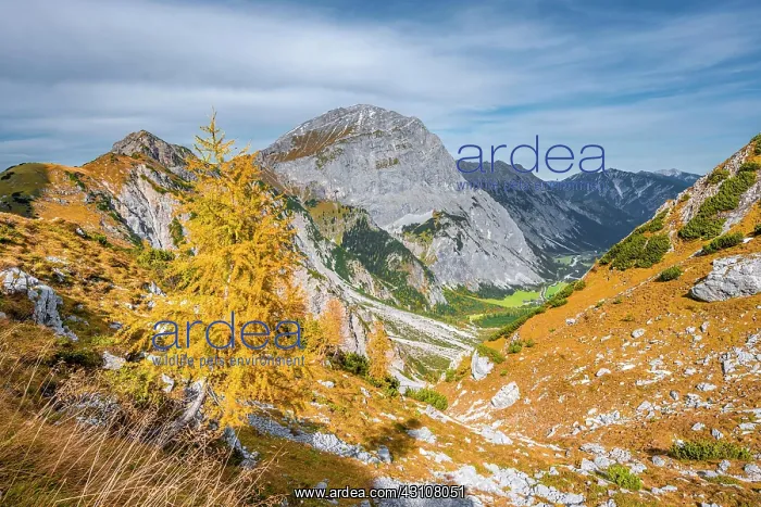 : Falzthurnthal in autumn, summit of Sonnjoch, mountains : Falzthurnthal in autumn, summit of Sonnjoch, mountains