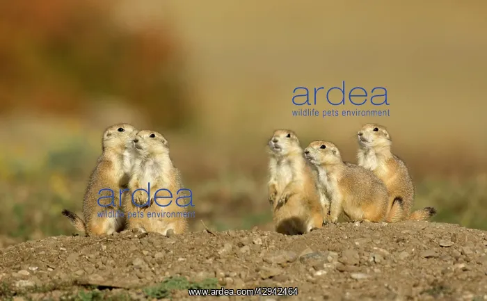 : Family of Black-tailed Praire Dogs - At entrance : Family of Black-tailed Praire Dogs - At entrance