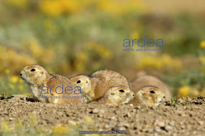 : Family of Black-tailed Praire Dogs - Looking out of burrow : Family of Black-tailed Praire Dogs - Looking out of burrow