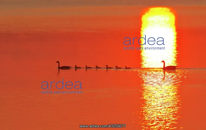 : Family of Canada geese silhouetted by rising : Family of Canada geese silhouetted by rising