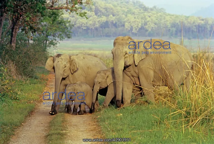 : Family of Indian / Asian Elephants on the jungle track : Family of Indian / Asian Elephants on the jungle track