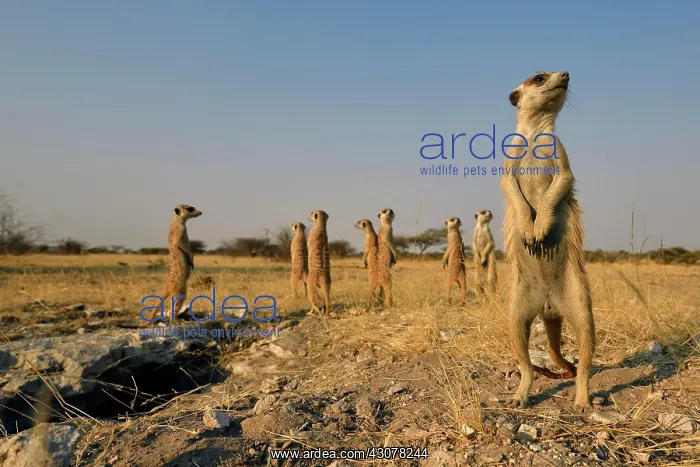 : Family Meerkat (Suricata suricatta), stand in the : Family Meerkat (Suricata suricatta), stand in the