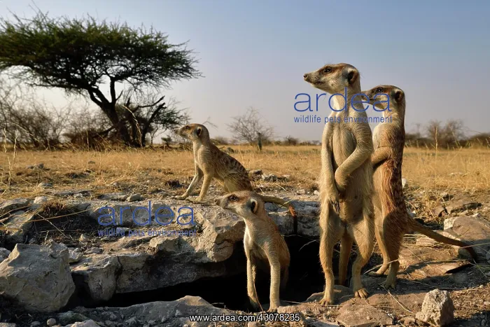 : Family Meerkat (Suricata suricatta), standing at : Family Meerkat (Suricata suricatta), standing at