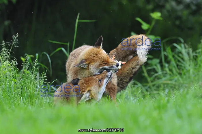 : Family of Red Foxes fighting over a chick England : Family of Red Foxes fighting over a chick England