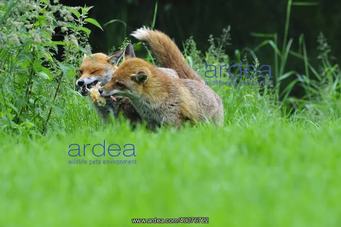 : Family of Red Foxes fighting over a chick England : Family of Red Foxes fighting over a chick England
