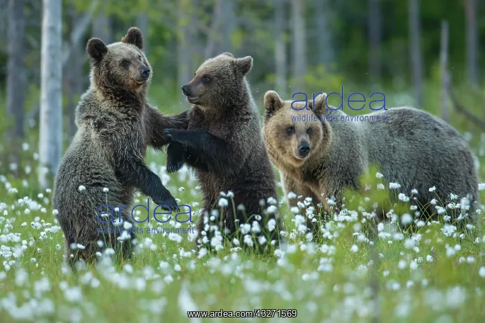 : Family (Ursus arctos) in a bog with fruiting cotton : Family (Ursus arctos) in a bog with fruiting cotton
