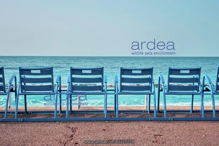 : Famous blue chairs bench on beach in the morning : Famous blue chairs bench on beach in the morning