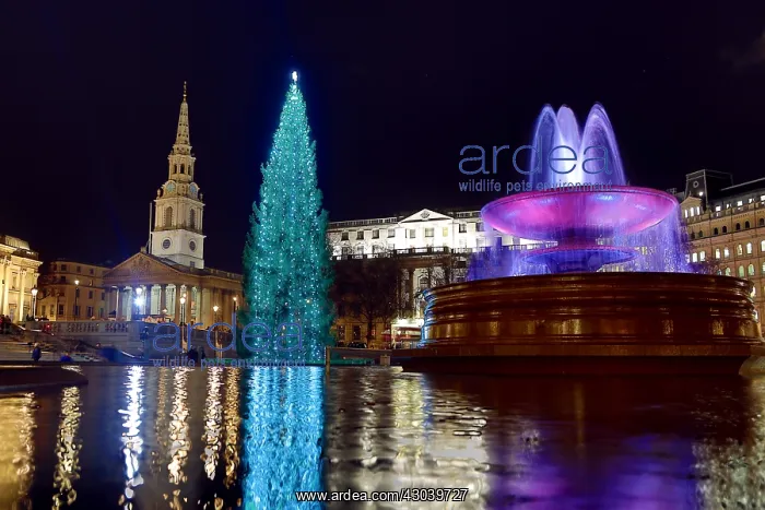 : The famous Christmas Tree has been erected and : The famous Christmas Tree has been erected and