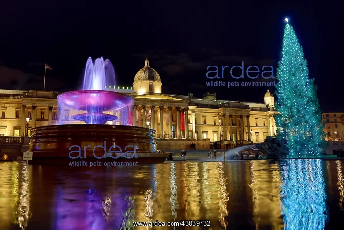 : The famous Christmas Tree has been erected and : The famous Christmas Tree has been erected and
