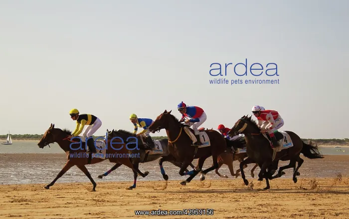 : The famous horse races of Sanlucar de Barrameda : The famous horse races of Sanlucar de Barrameda