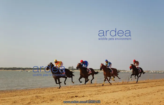 : The famous horse races of Sanlucar de Barrameda : The famous horse races of Sanlucar de Barrameda