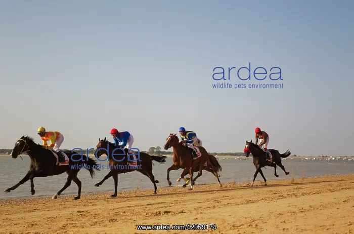 : The famous horse races of Sanlucar de Barrameda : The famous horse races of Sanlucar de Barrameda