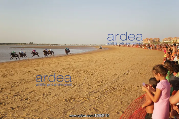 : The famous horse races of Sanlucar de Barrameda : The famous horse races of Sanlucar de Barrameda