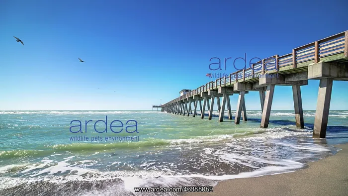 : famous pier of venice, florida : famous pier of venice, florida
