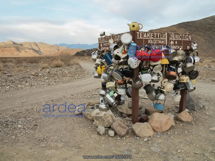 : The famous Teakettle Junction along the Racetrack : The famous Teakettle Junction along the Racetrack
