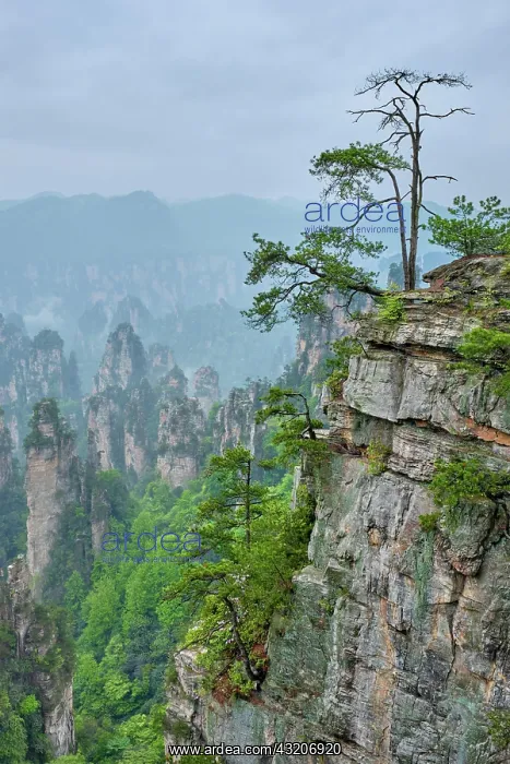 : Famous tourist attraction of China, Zhangjiajie : Famous tourist attraction of China, Zhangjiajie