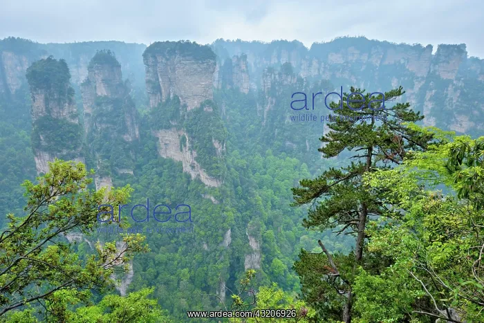 : Famous tourist attraction of China, Zhangjiajie : Famous tourist attraction of China, Zhangjiajie