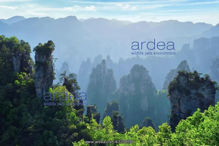 : Famous tourist attraction of China, Zhangjiajie : Famous tourist attraction of China, Zhangjiajie