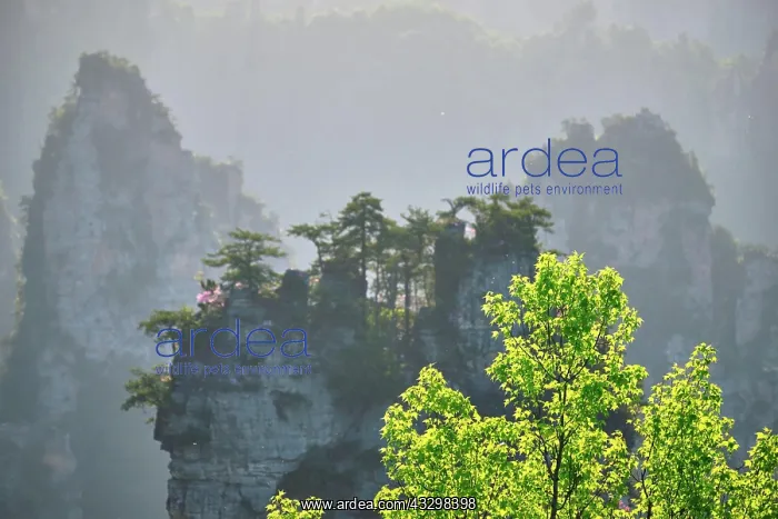  : Famous tourist attraction of China, Zhangjiajie
