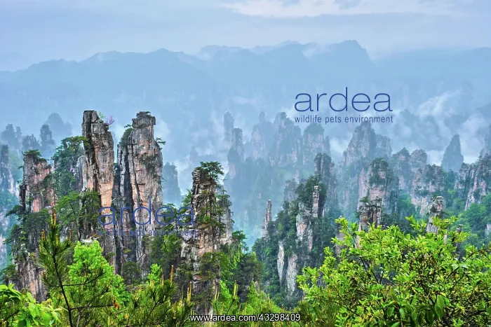 : Famous tourist attraction of China, Zhangjiajie : Famous tourist attraction of China, Zhangjiajie