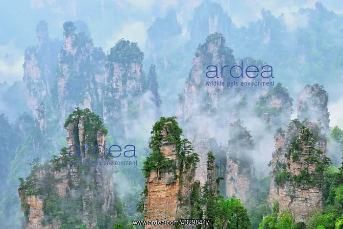 : Famous tourist attraction of China, Zhangjiajie : Famous tourist attraction of China, Zhangjiajie