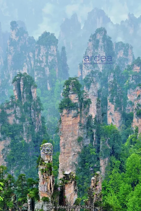 : Famous tourist attraction of China, Zhangjiajie : Famous tourist attraction of China, Zhangjiajie