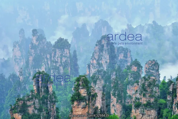 : Famous tourist attraction of China, Zhangjiajie : Famous tourist attraction of China, Zhangjiajie