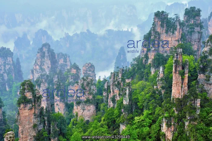 : Famous tourist attraction of China, Zhangjiajie : Famous tourist attraction of China, Zhangjiajie